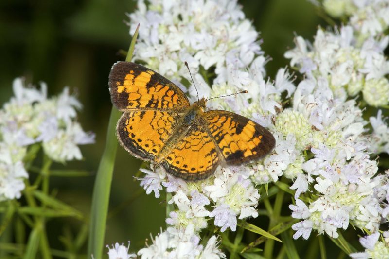 Butterflies And Other Pollinators Join In