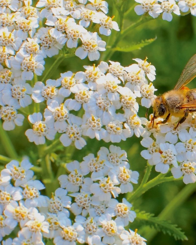 Butterflies Cannot Resist Yarrow's Flat Flower Clusters