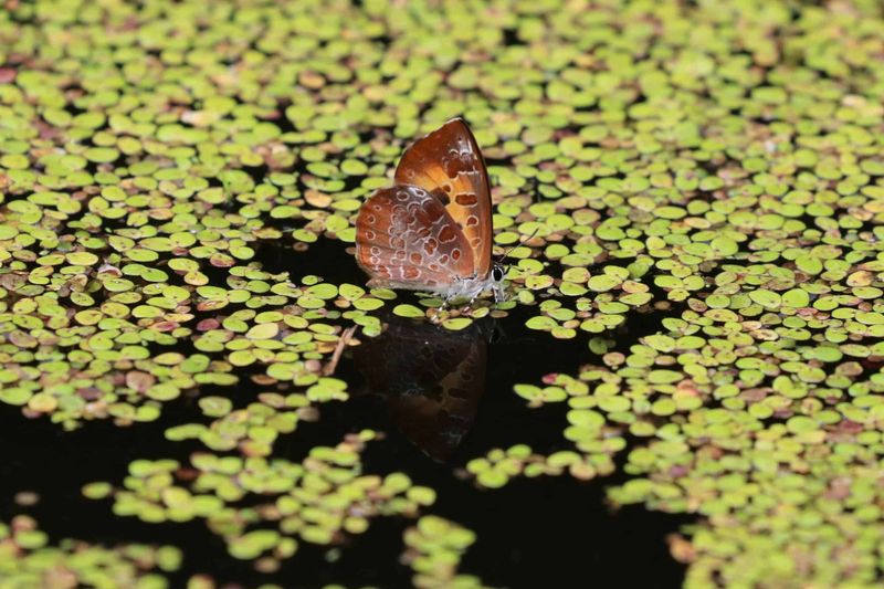 Butterflies Butterflies