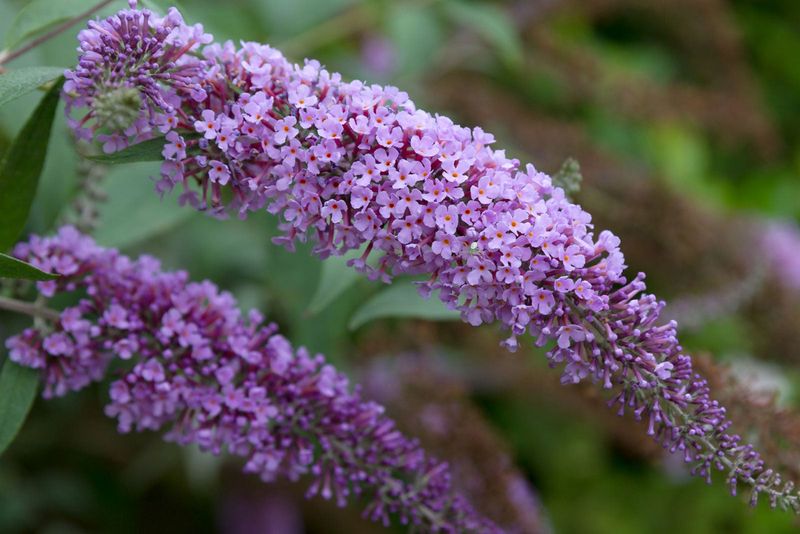 Butterfly Bush Is Not A Texas Native