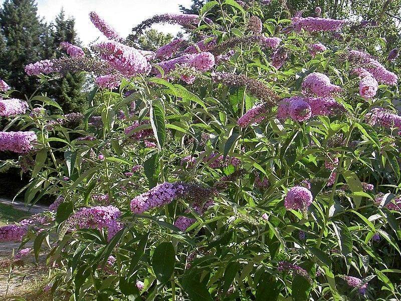 Butterfly Bush Spreads Beyond Garden Borders Butterfly Bush Spreads Beyond Garden Borders