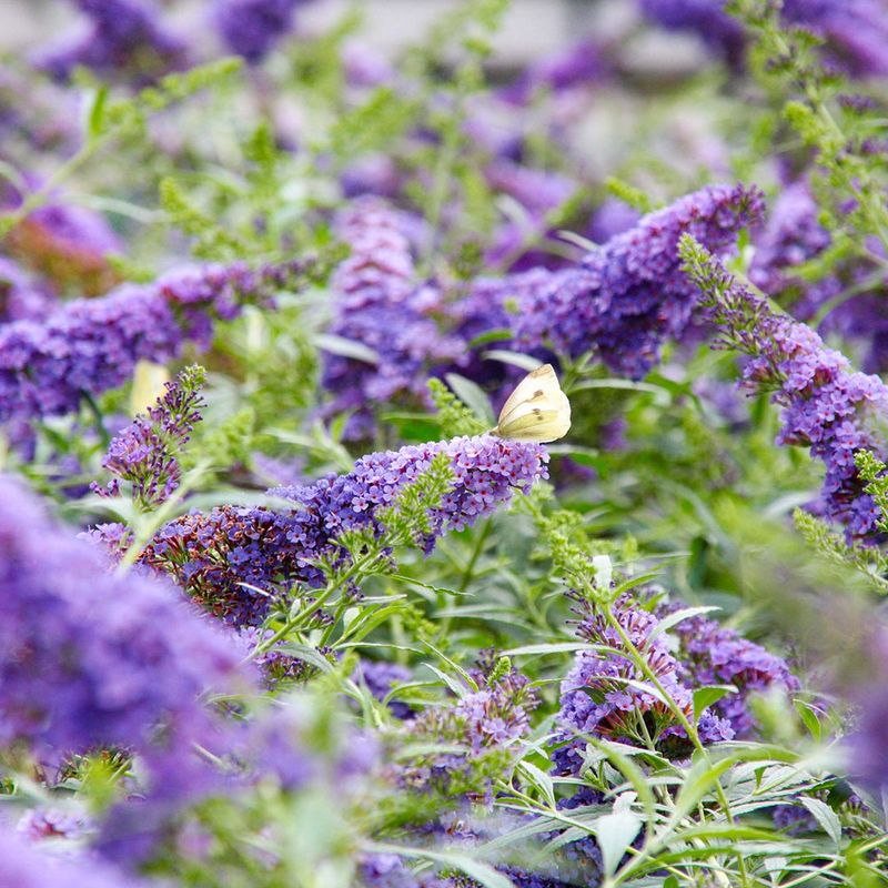 Butterfly Bush Butterfly Bush