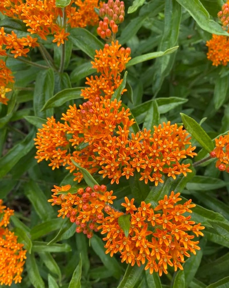 Butterfly Milkweed Handles Dry Sunny Spots