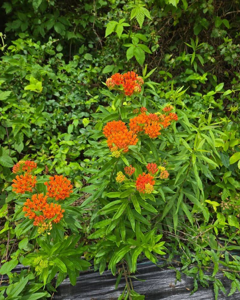 Butterfly Weed Butterfly Weed