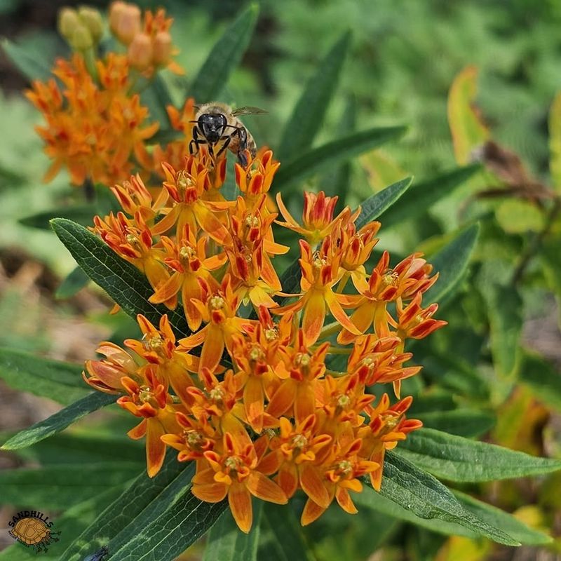 Butterfly Weed Butterfly Weed