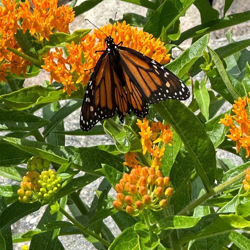 Butterfly Weed