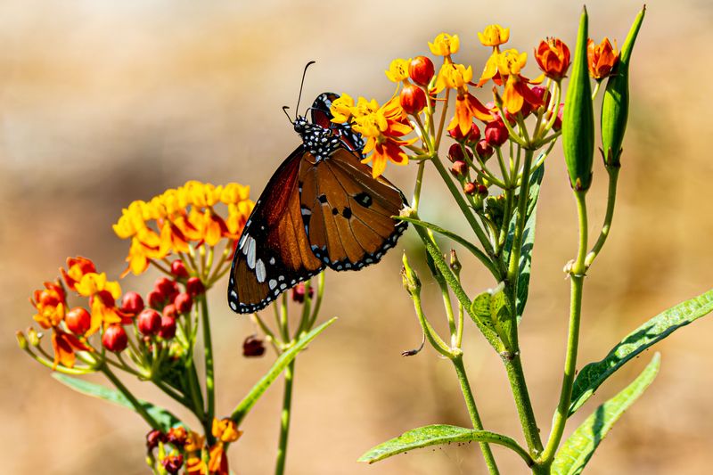 Butterfly Weed (Asclepias Tuberosa)