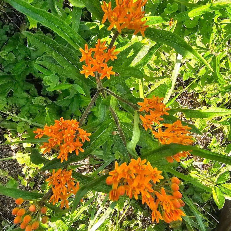 Butterfly Weed (Asclepias Tuberosa)