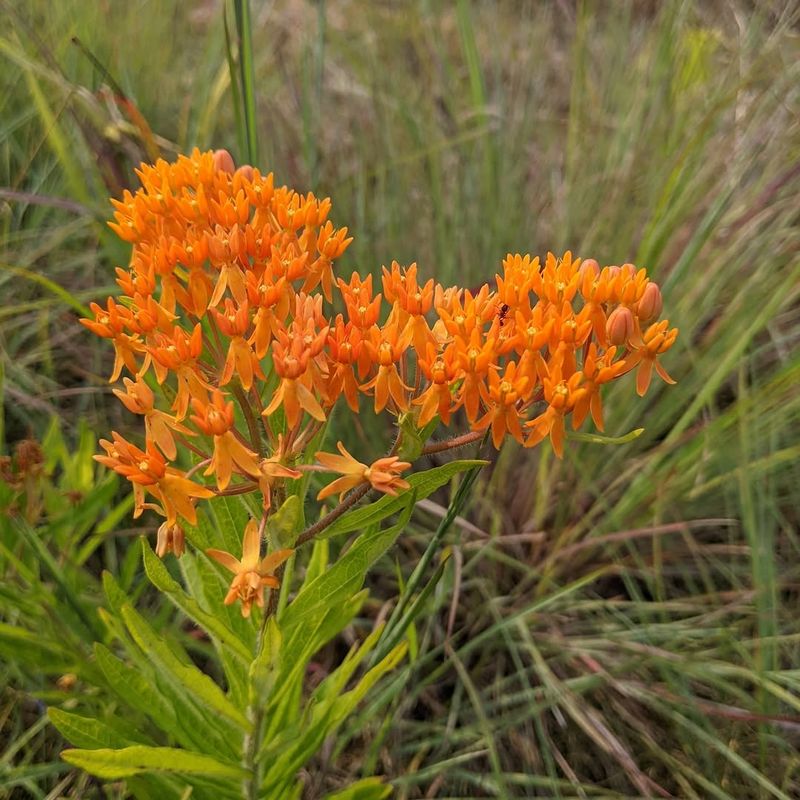 Butterfly Weed Attracts Pollinators Without Forming Thick Growth