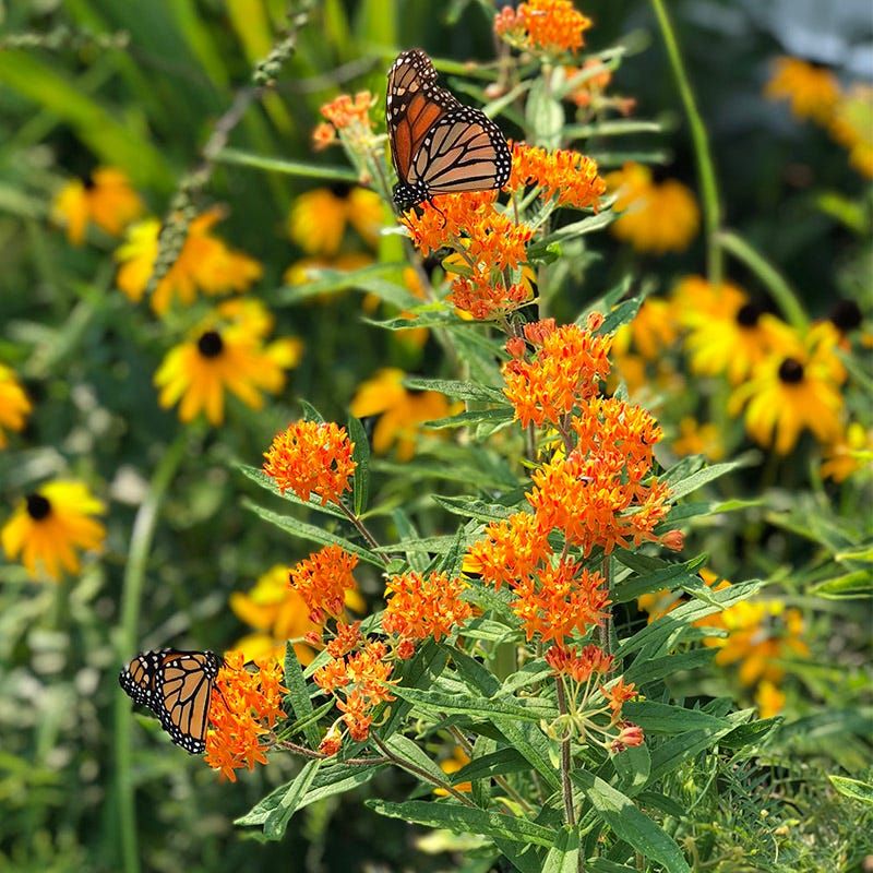 Butterfly Weed Brightens Dry Open Edges Butterfly Weed Brightens Dry Open Edges