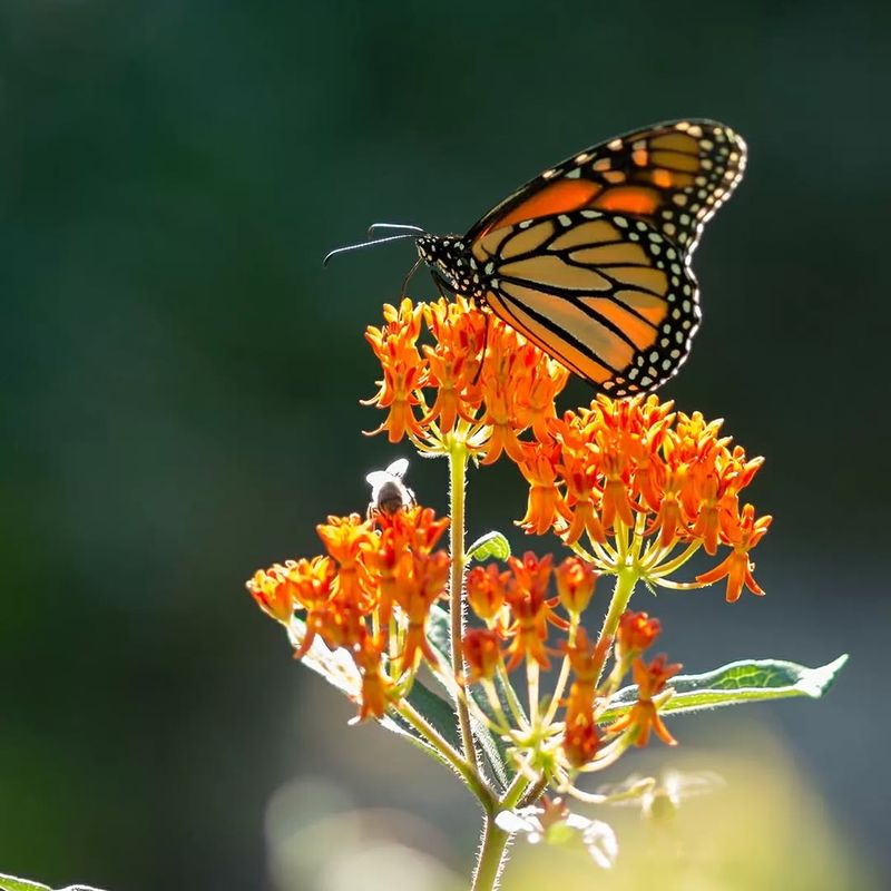 Butterfly Weed Brings Monarch Traffic