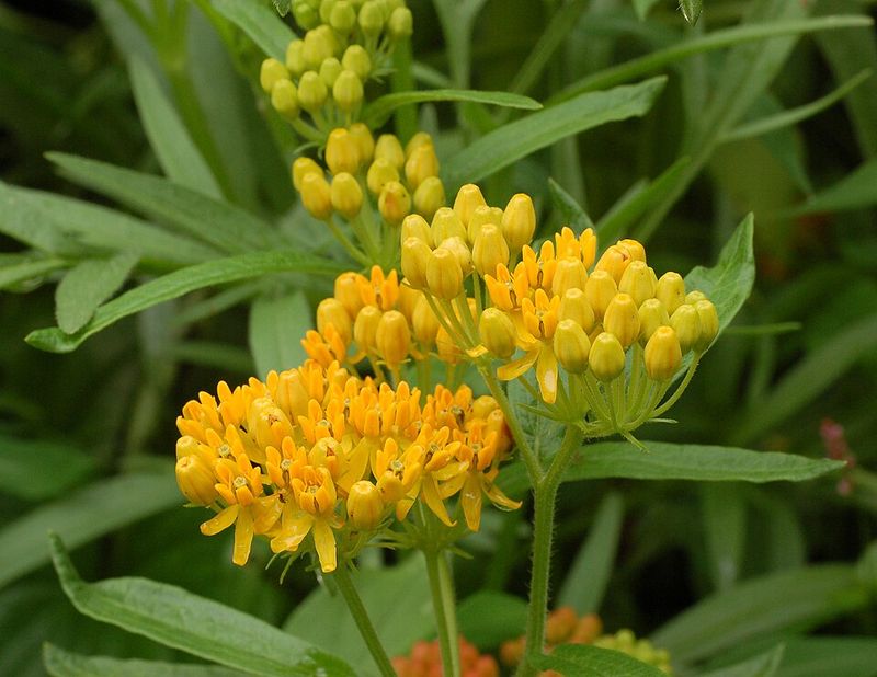 Butterfly Weed Handles Dry Conditions With Ease
