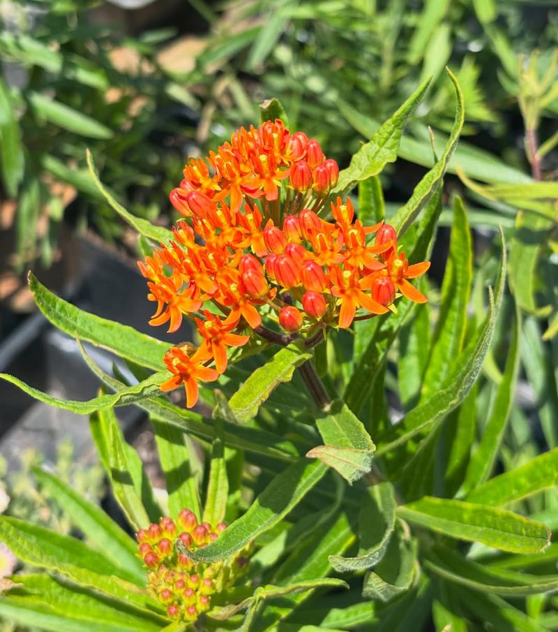 Butterfly Weed Handles Hot And Dry Conditions Well