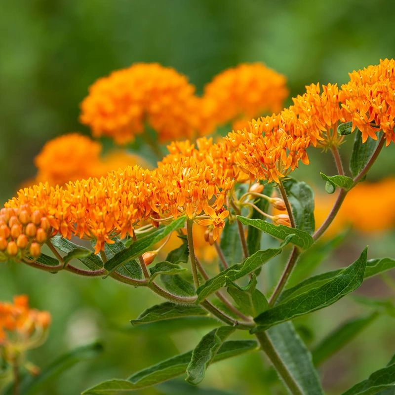 Butterfly Weed Handles Hot Sunny Beds