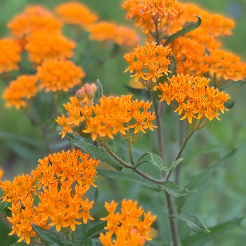 Butterfly Weed Keeps Blooming Where Heat Builds Fast Butterfly Weed Keeps Blooming Where Heat Builds Fast