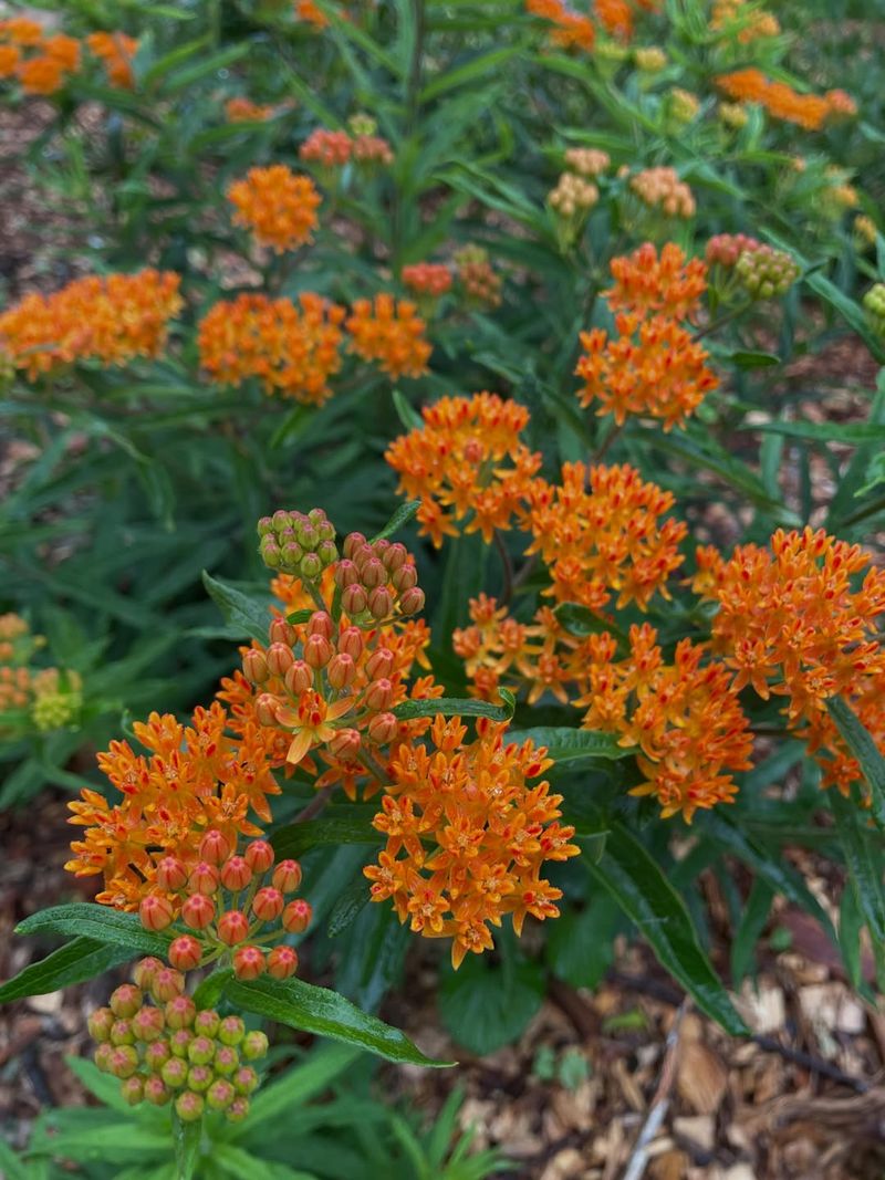 Butterfly Weed Should Stay Put Instead Of Being Split