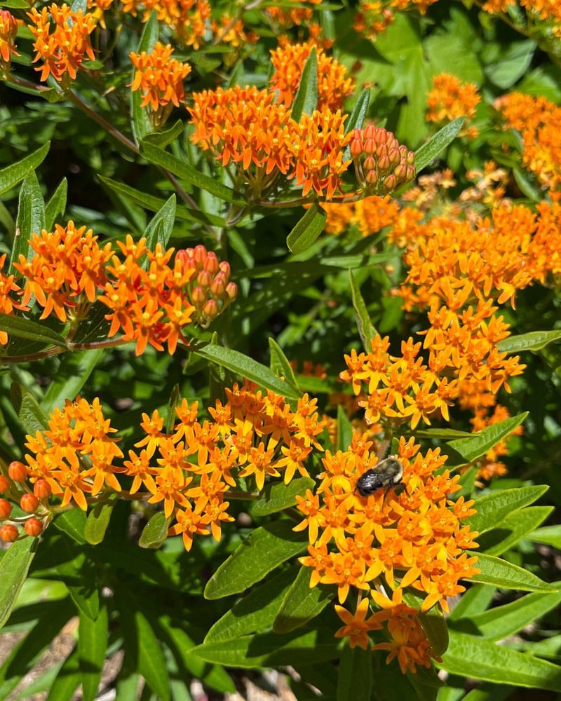 Butterfly Weed Thrives In Dry Sunny Garden Beds Butterfly Weed Thrives In Dry Sunny Garden Beds