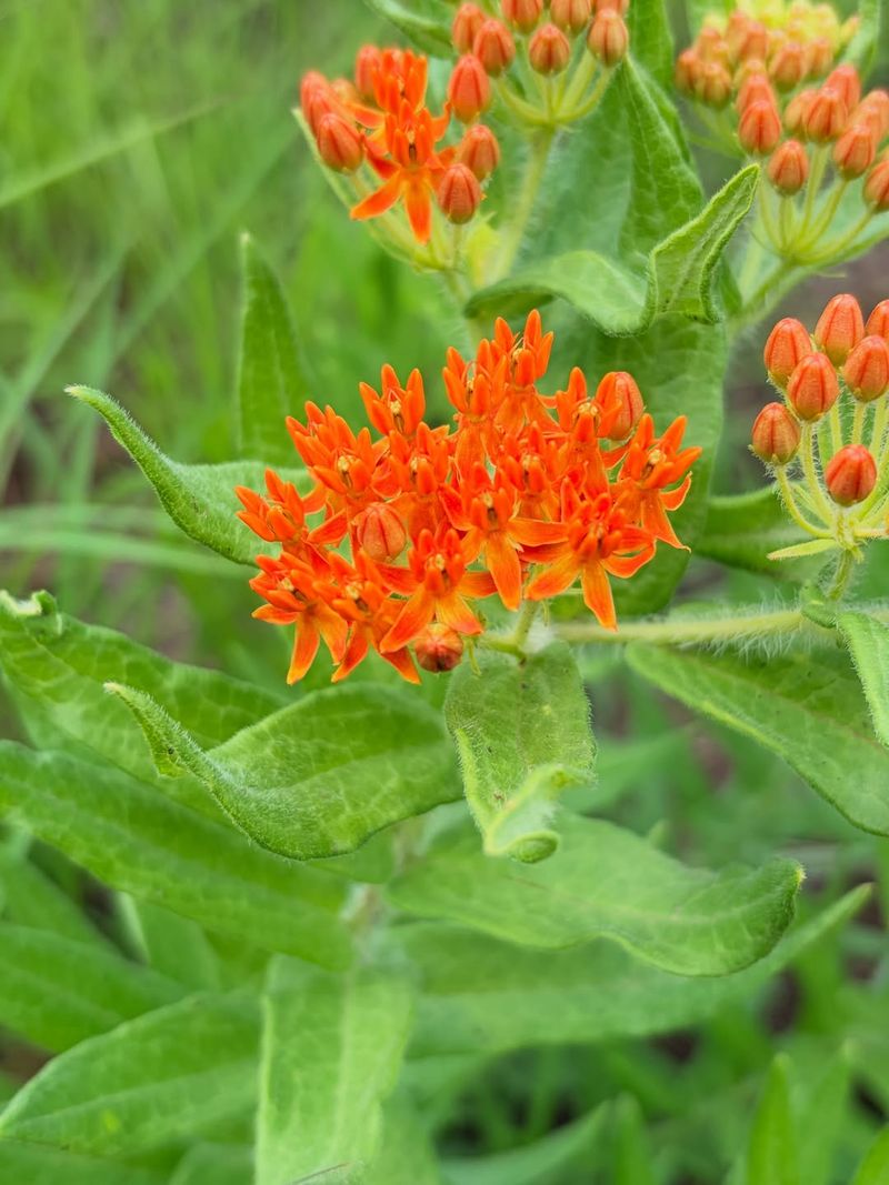 Butterfly Weed Thrives In Sunny Spaces