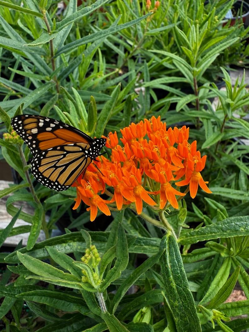 Butterfly Weed – Asclepias Tuberosa Butterfly Weed – Asclepias Tuberosa