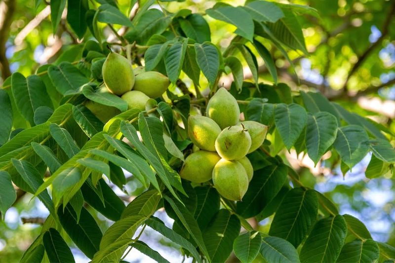 Butternut Offers Native Nut Production With Honest Challenges Butternut Offers Native Nut Production With Honest Challenges