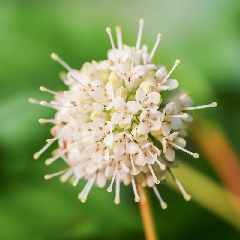 Buttonbush Buttonbush