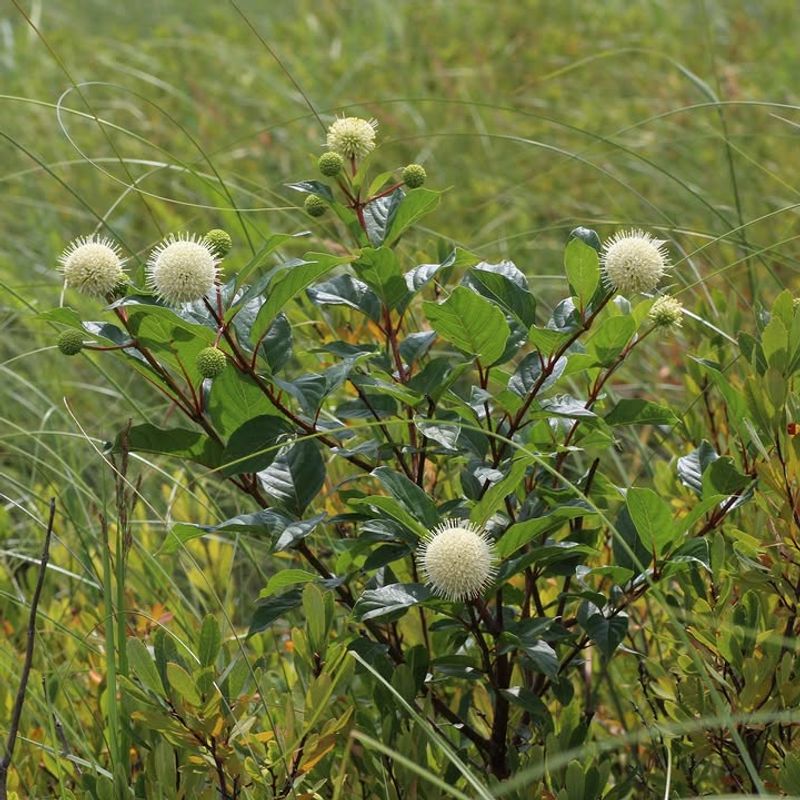 Buttonbush Buttonbush