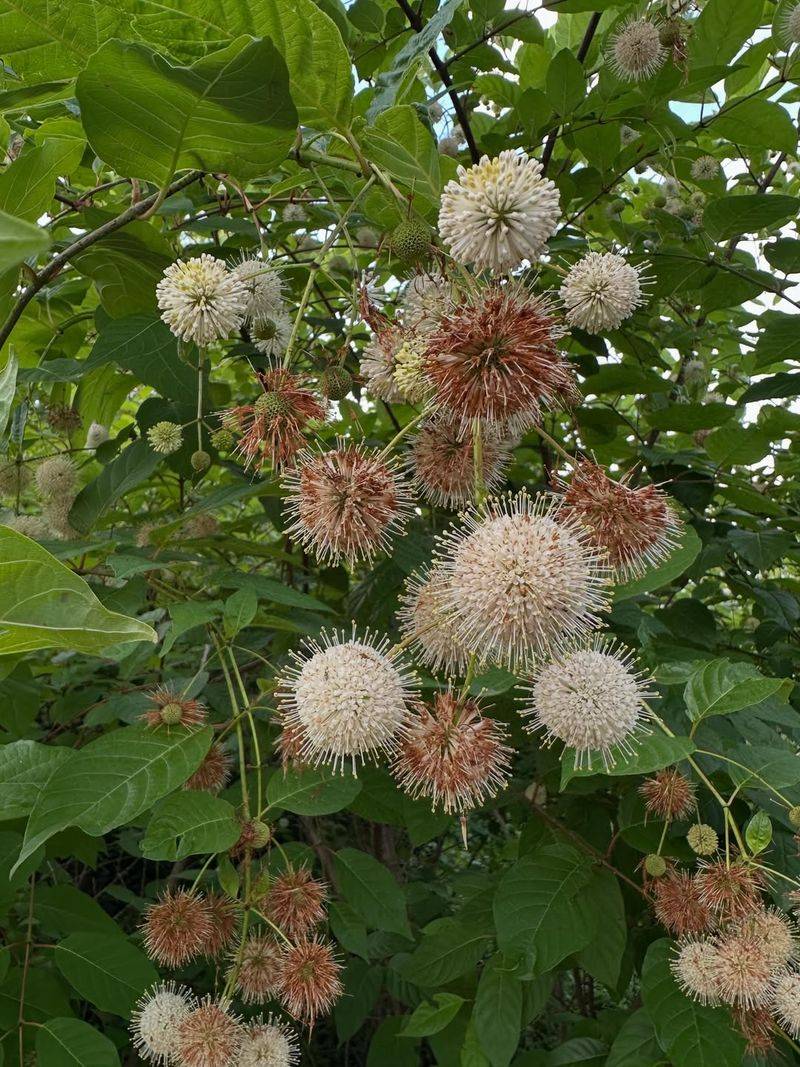 Buttonbush Adds Cover Near Moist Areas