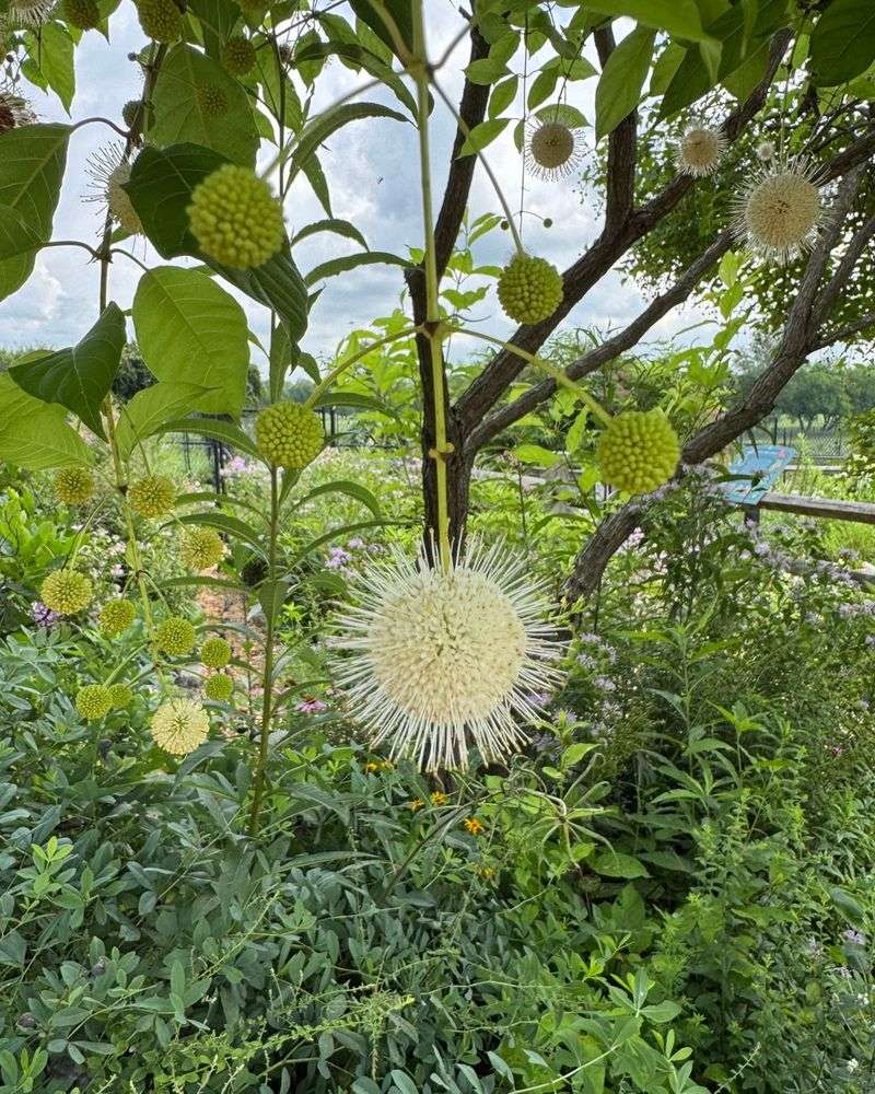 Buttonbush Blooms Through The Warmest Months Buttonbush Blooms Through The Warmest Months