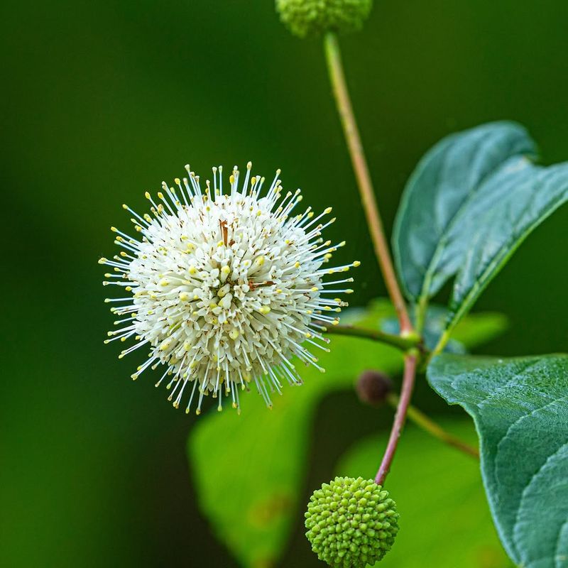 Buttonbush Brings Shrubby Shoreline Shelter