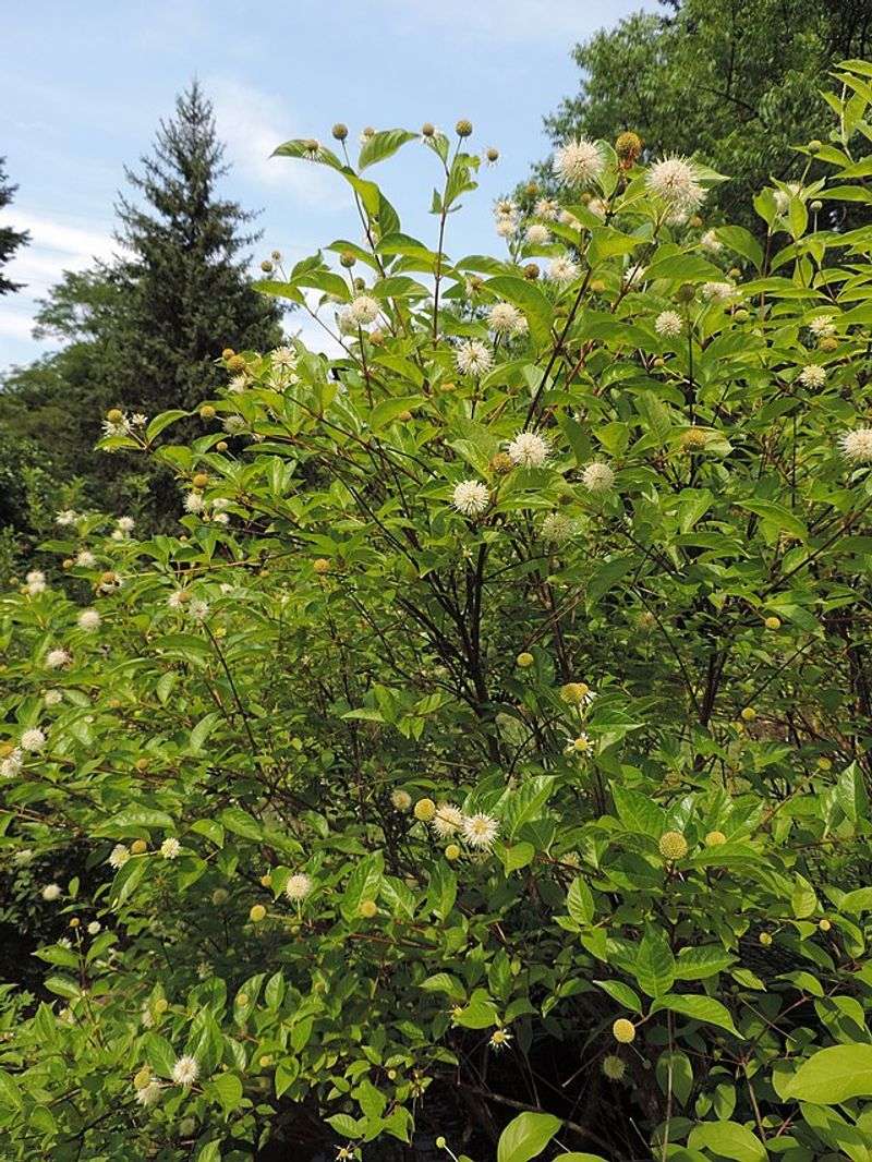 Buttonbush Handles Wet Spots Easily