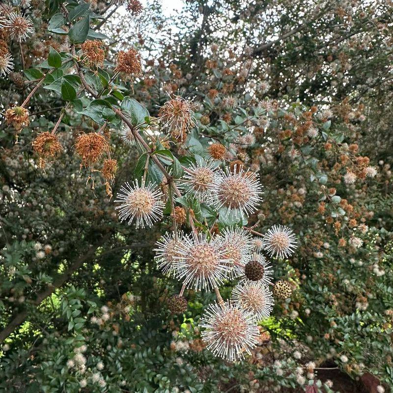 Buttonbush Produces Unique Flowers Pollinators Visit Often