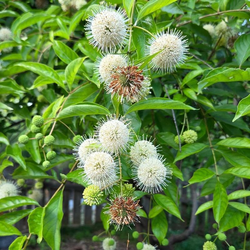 Buttonbush Produces Unusual Globe-Shaped Summer Flowers