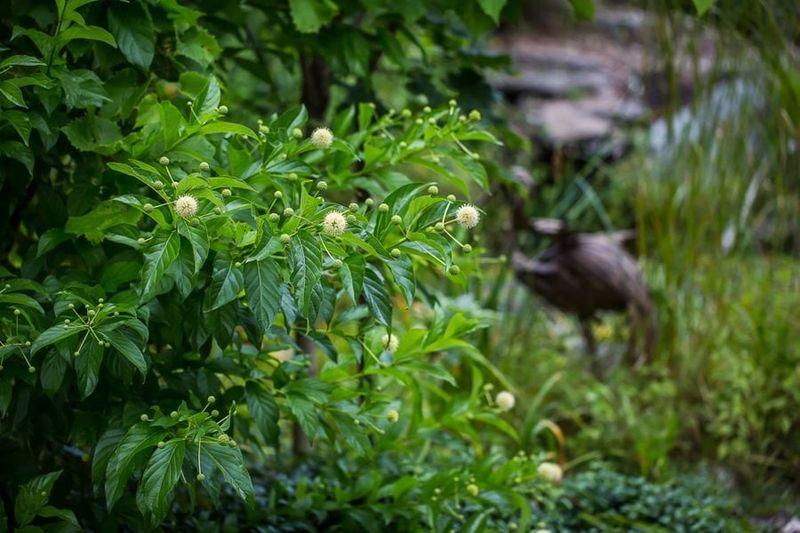 Buttonbush Thrives Where Soil Stays Moist