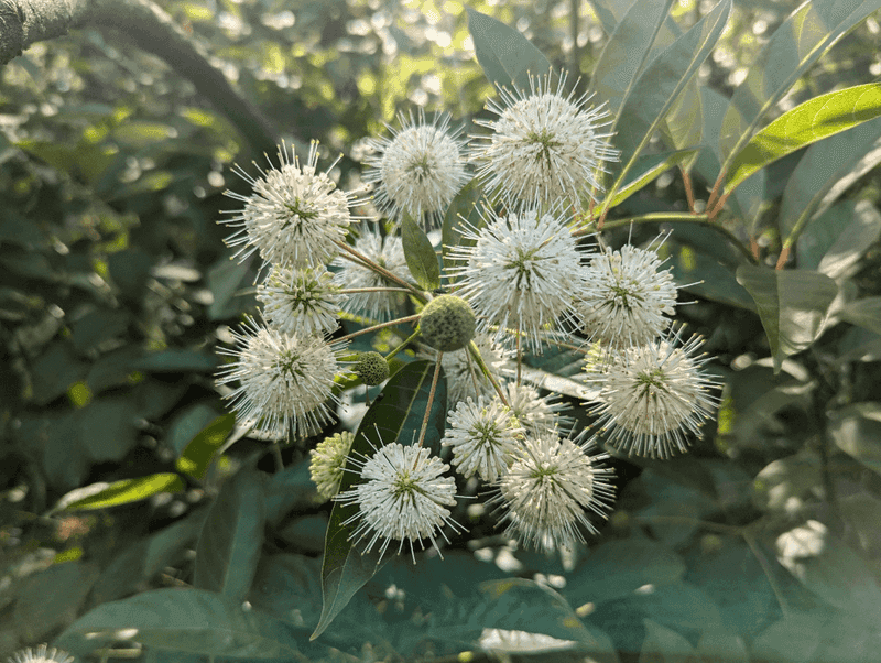 Buttonbush Through The Seasons Buttonbush Through The Seasons
