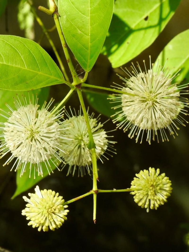 Buttonbush Turns Moist Banks Into Better Heron Habitat Buttonbush Turns Moist Banks Into Better Heron Habitat