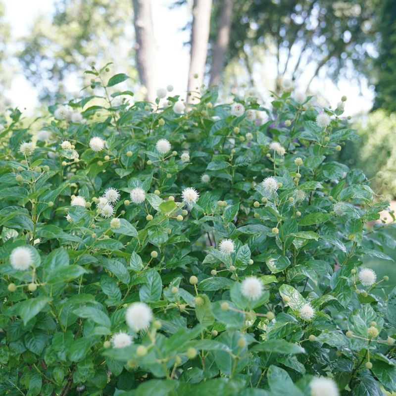 Buttonbush Turns Wet Spots Into A Living Privacy Wall