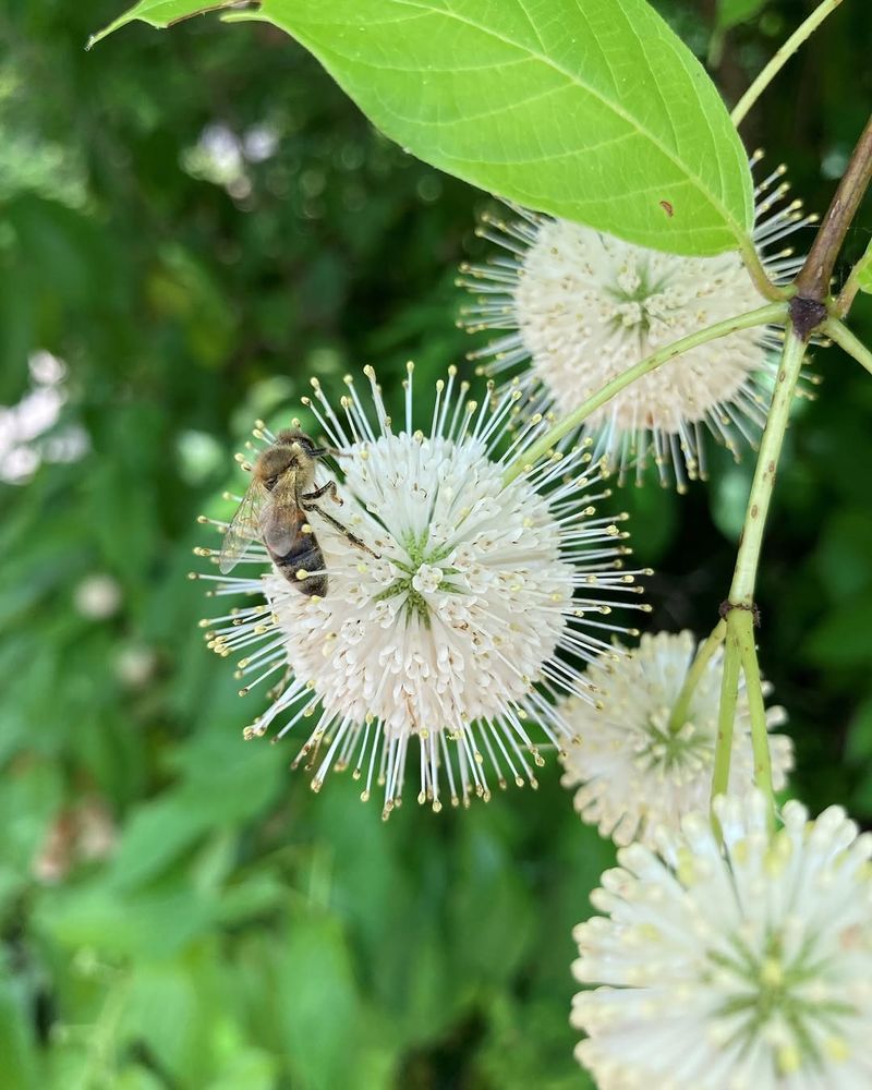 Buttonbush Turns Wet Summer Edges Into Pollinator Drama Buttonbush Turns Wet Summer Edges Into Pollinator Drama