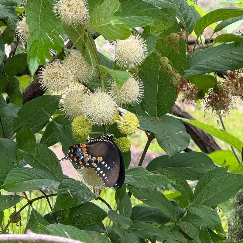 Buttonbush 