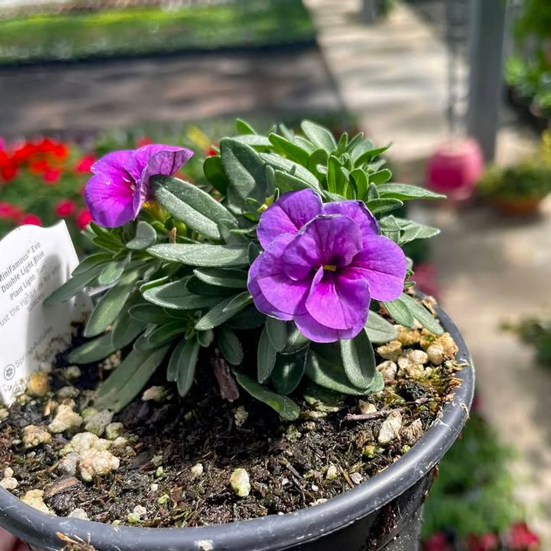 Buy Fresh Plants Each Spring For Best Results