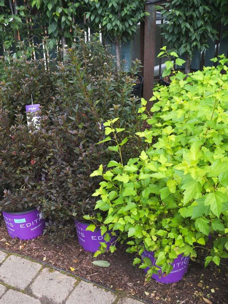 Buying Plants Without Checking Mature Size Buying Plants Without Checking Mature Size
