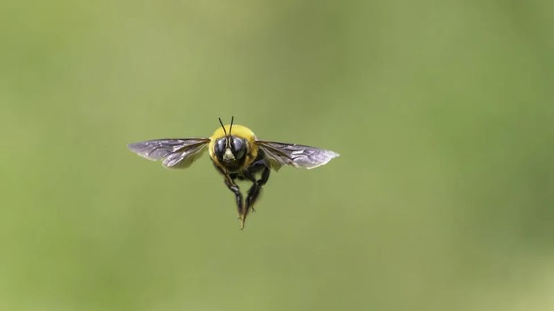 Buzzing Males Act Tough But Usually Cannot Sting