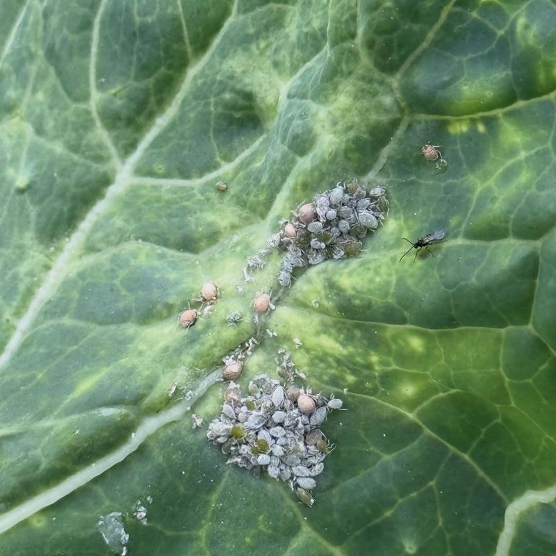 Cabbage / Brassicas