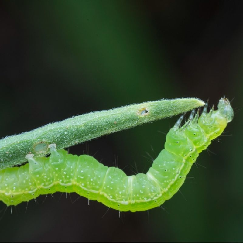 Cabbage Loopers Show Up As Fall Crops Begin