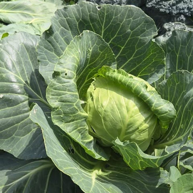 Cabbage Settles In Before Temperatures Drop