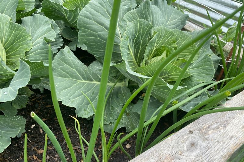 Cabbage With Dill Cabbage With Dill