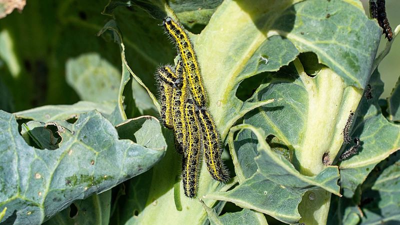 Cabbage Worms Chew Through Cole Crops Cabbage Worms Chew Through Cole Crops
