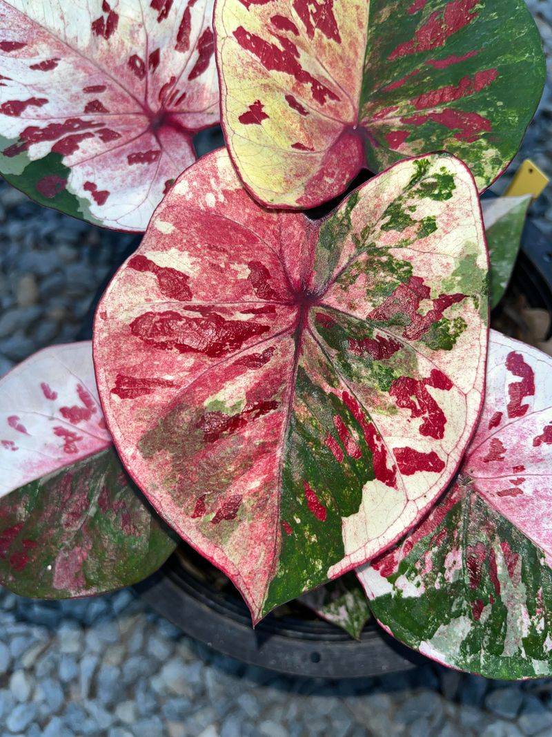 Caladium Turns Shade Into Drama