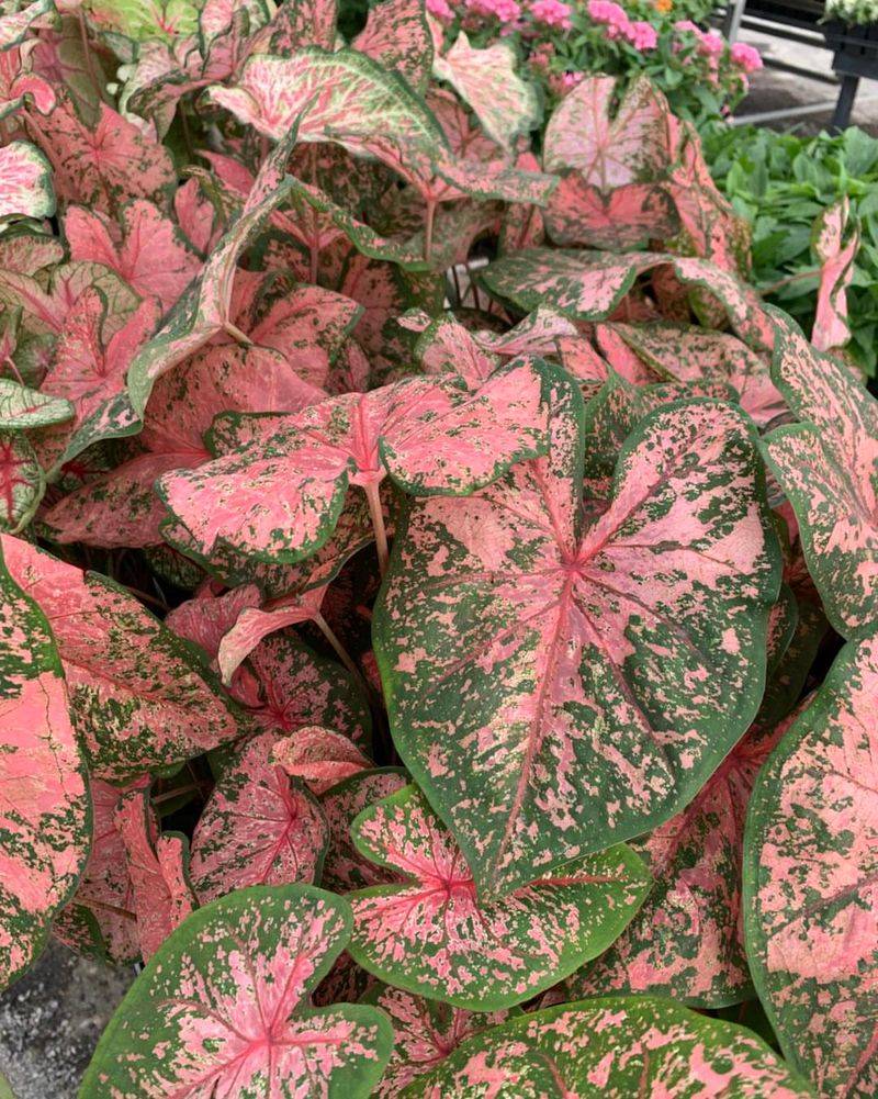 Caladiums Collapse Fast In Harsh Afternoon Sun