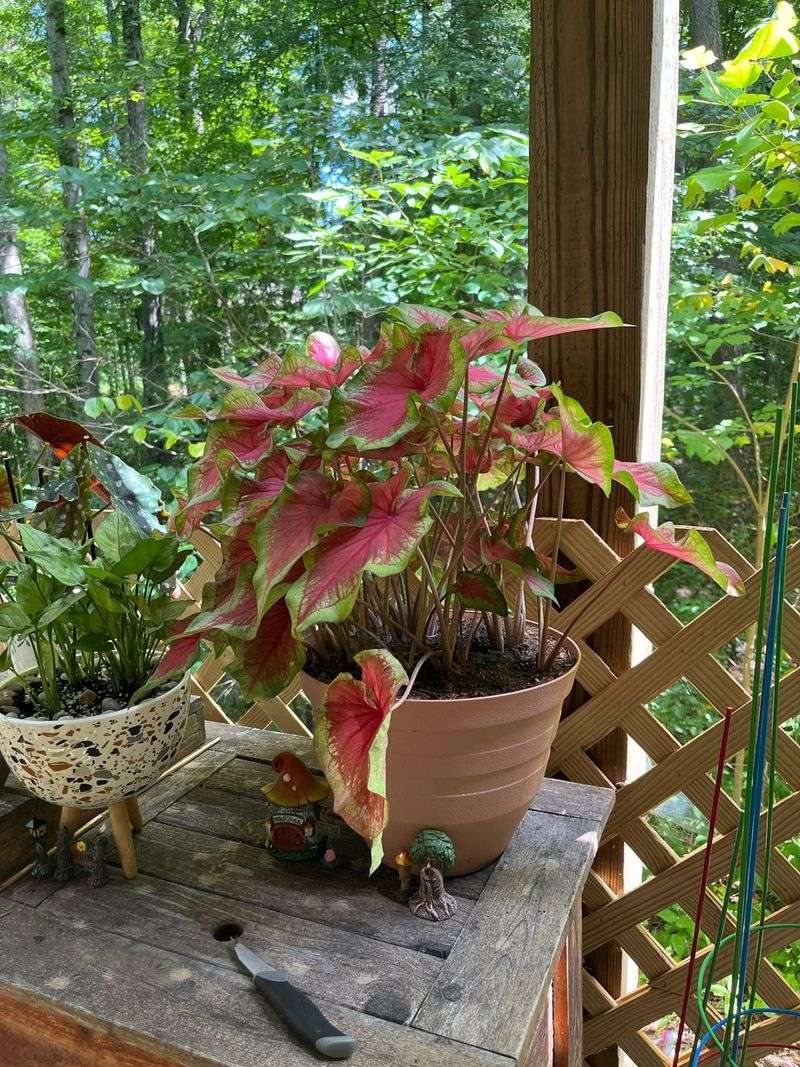 Caladiums Love A Shady Summer Porch Caladiums Love A Shady Summer Porch