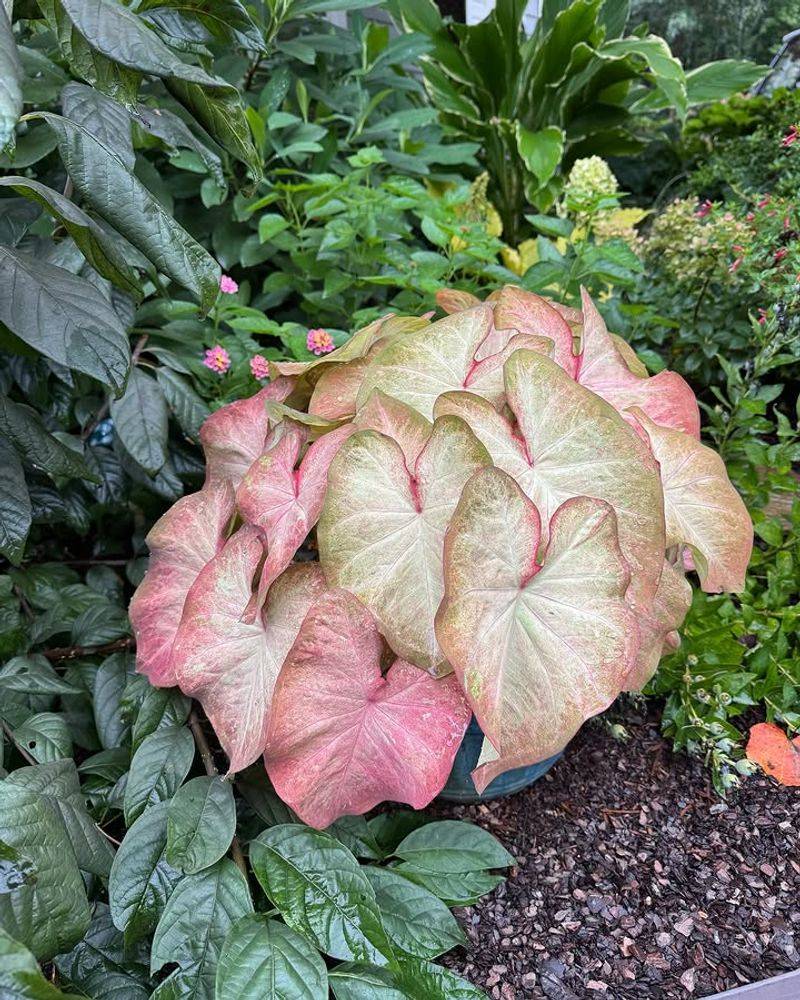 Caladiums Need Rescue Before Late-Summer Sun Burns Them Out